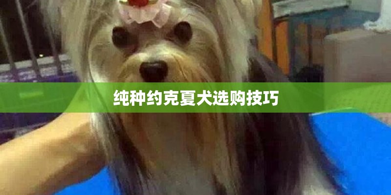 纯种约克夏犬选购技巧