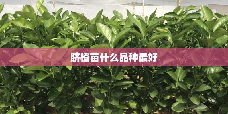 脐橙苗什么品种最好
