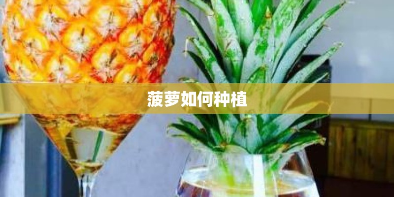 菠萝如何种植