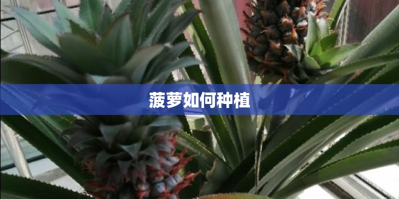 菠萝如何种植