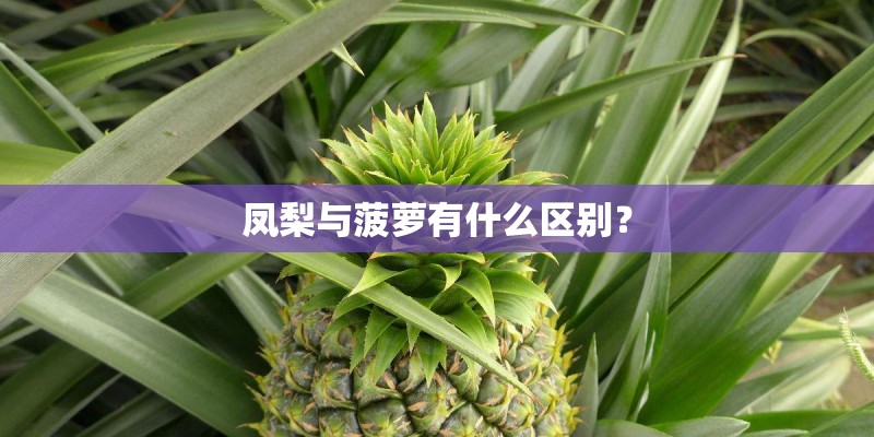 凤梨与菠萝有什么区别？