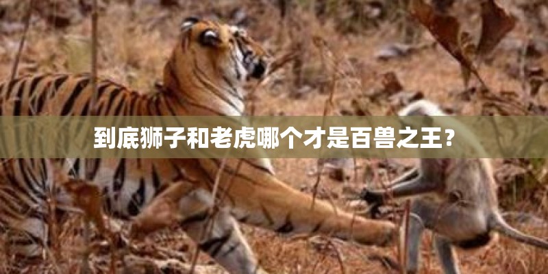 到底狮子和老虎哪个才是百兽之王？
