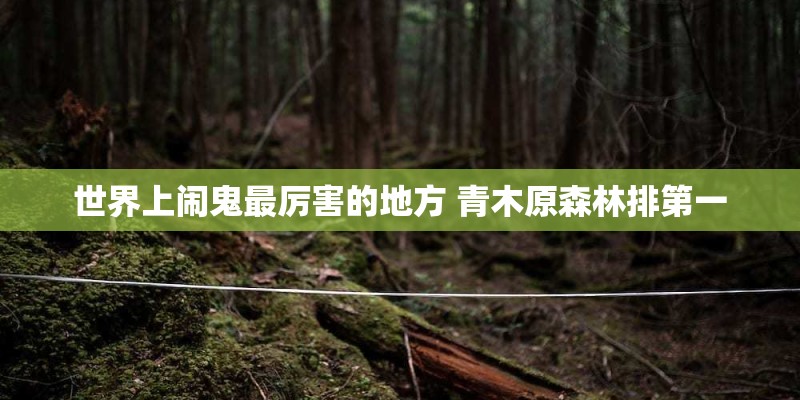 世界上闹鬼最厉害的地方 青木原森林排第一