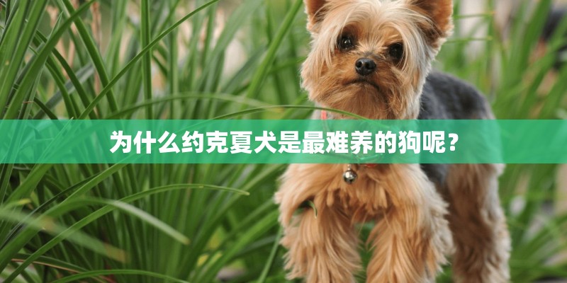 为什么约克夏犬是最难养的狗呢? 为什么约克夏犬是最难养的狗呢?