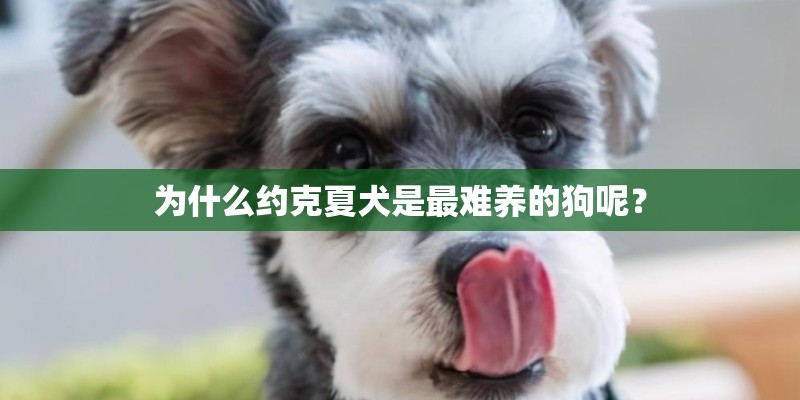 为什么约克夏犬是最难养的狗呢? 为什么约克夏犬是最难养的狗呢?