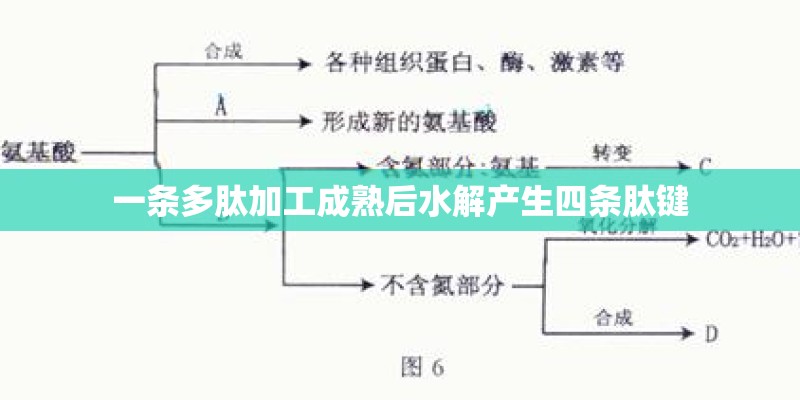 一条多肽加工成熟后水解产生四条肽键
