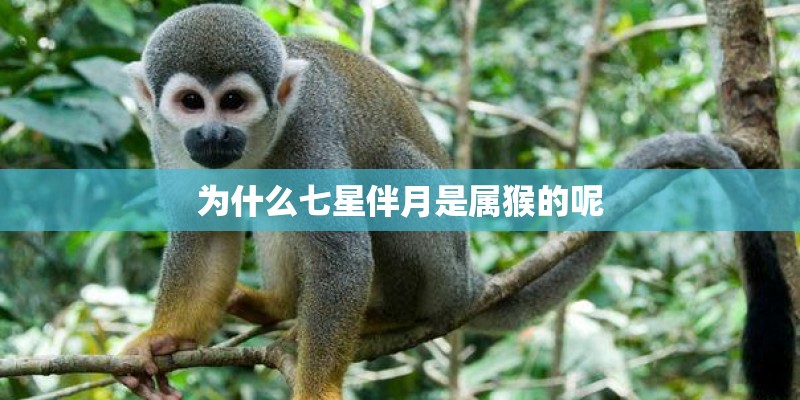 为什么七星伴月是属猴的呢