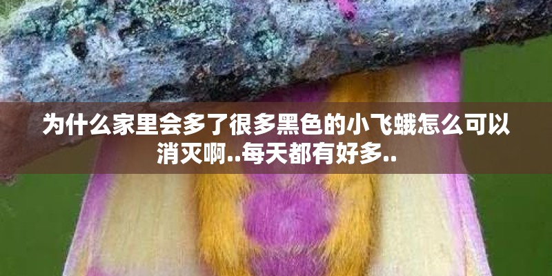 为什么家里会多了很多黑色的小飞蛾怎么可以消灭啊..每天都有好多.. 为什么家里会多了很多黑色的小飞蛾怎么可以消灭啊..每天都有好多..