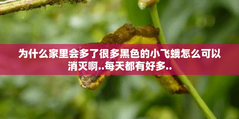 为什么家里会多了很多黑色的小飞蛾怎么可以消灭啊..每天都有好多.. 为什么家里会多了很多黑色的小飞蛾怎么可以消灭啊..每天都有好多..